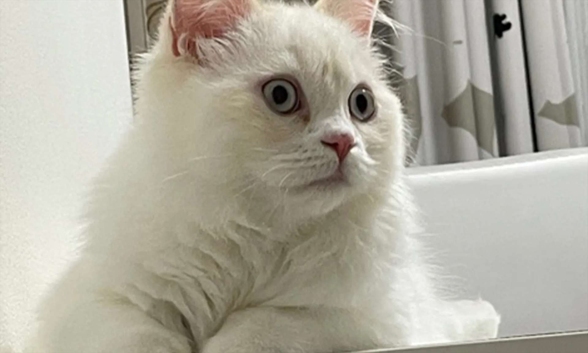 猫を飼ったことがない私でも安心