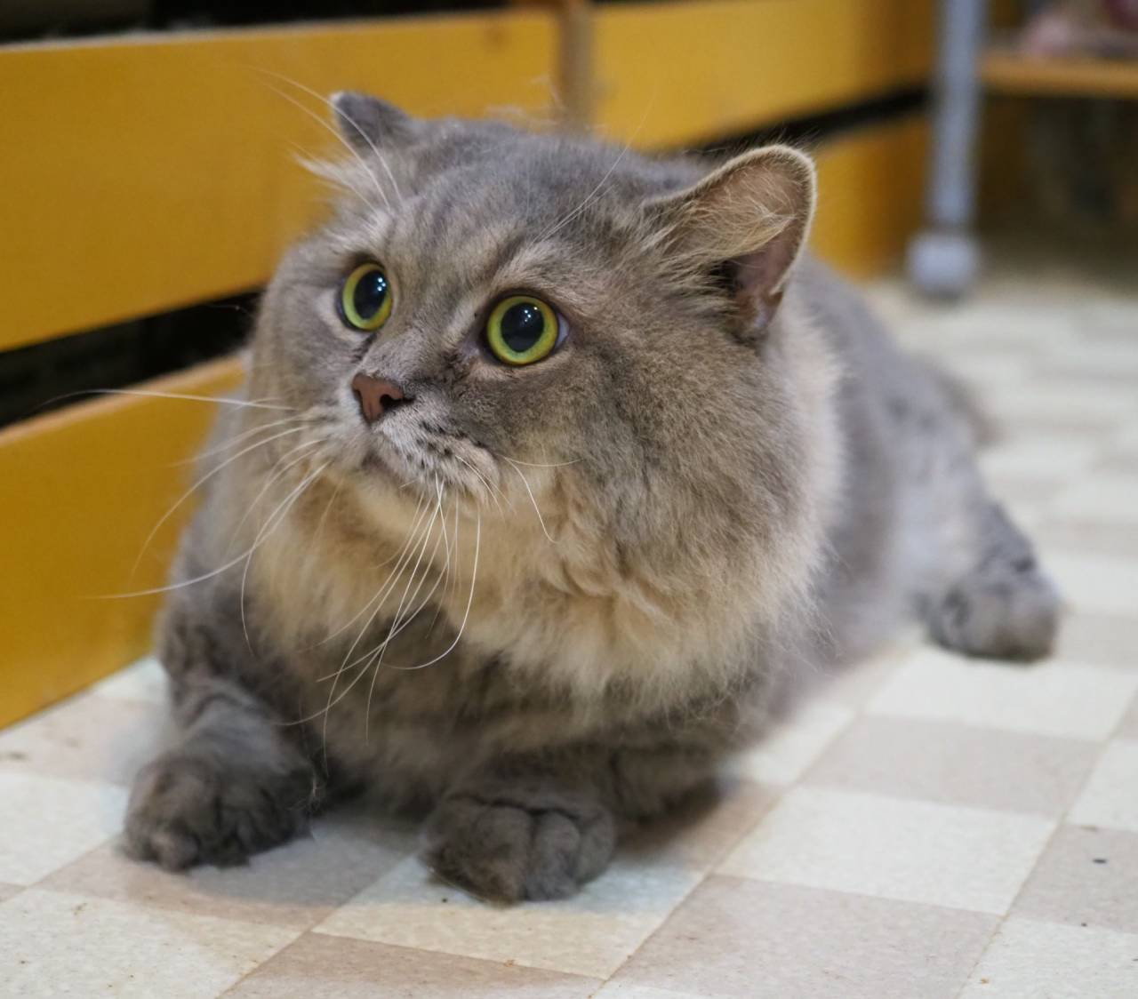 譲渡猫、マンチカンの男の子「ブルータビー」(Munchkin,MofuMofu,M)