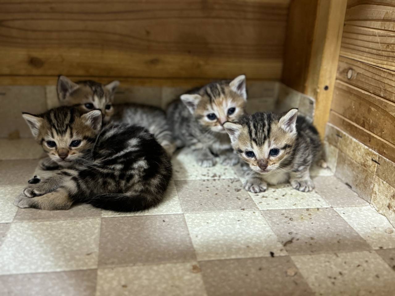 オズキャット、マンチカンの赤ちゃん誕生(3)