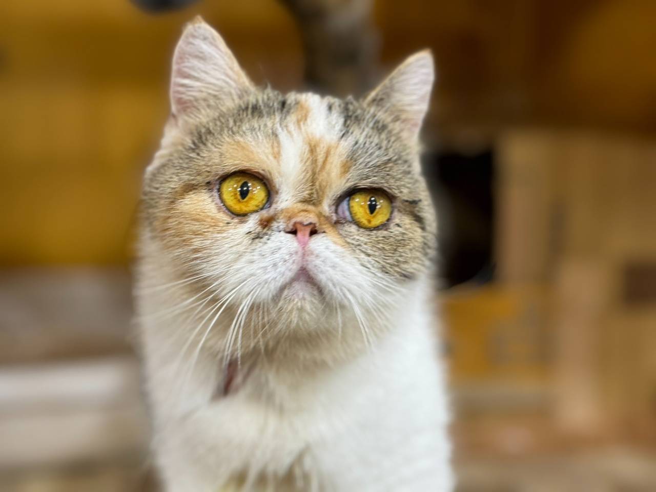 「福岡」のオズキャット、エキゾチックの赤ちゃん