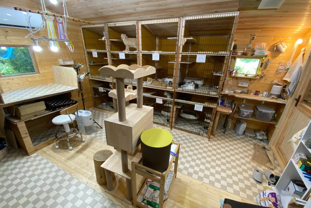 オズキャットの飼育環境(飼育室内)