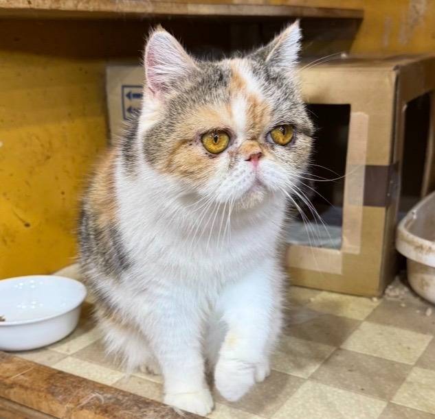 譲渡猫、エキゾチック・ショートヘアの女の子「キャリコ」(Exotic Shorthair,Okoge,F)