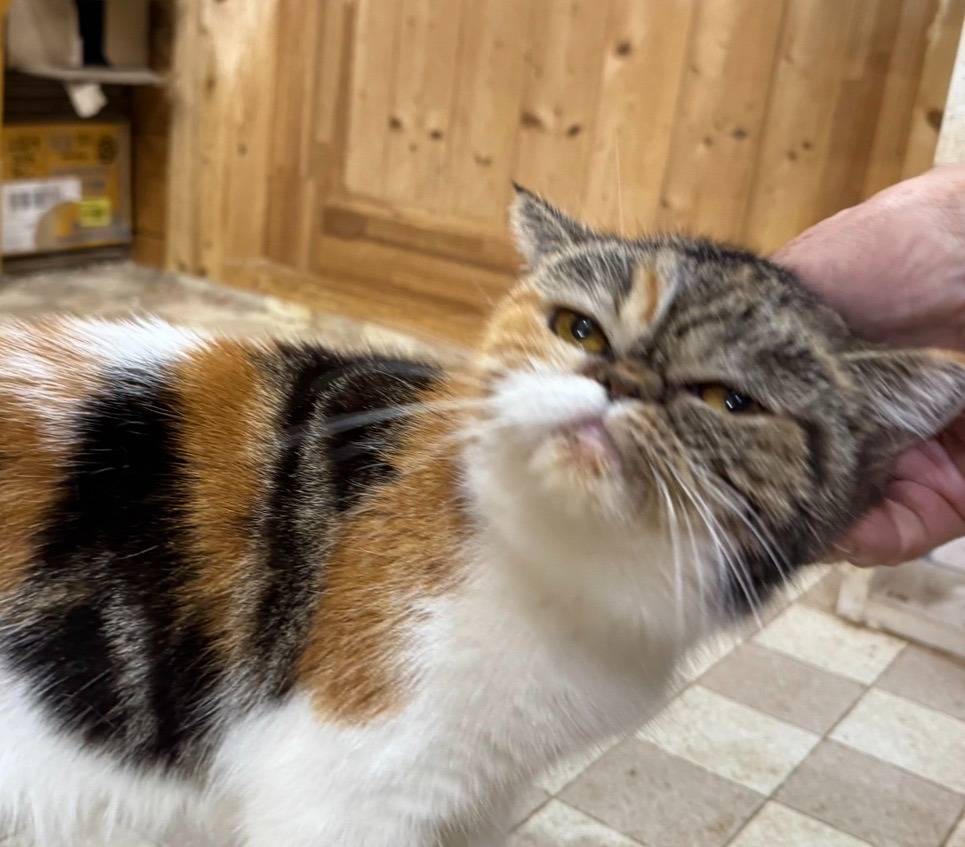 譲渡猫、エキゾチック・ショートヘアの女の子「キャリコ」(Exotic Shorthair,Anny,F)