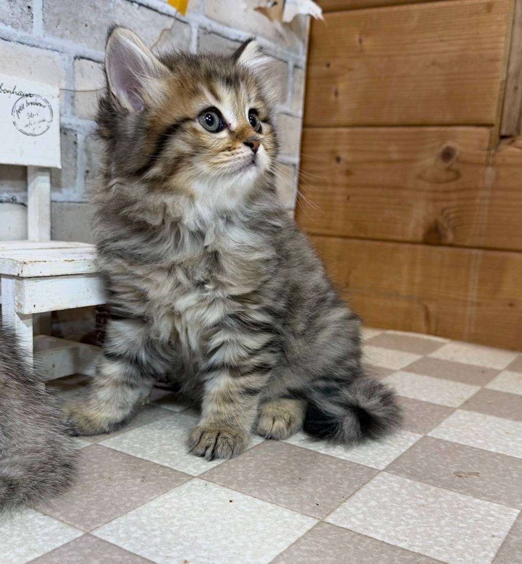 マンチカンの長足の男の子、『ブラウンタビー」(Munchkin,Momo,M)