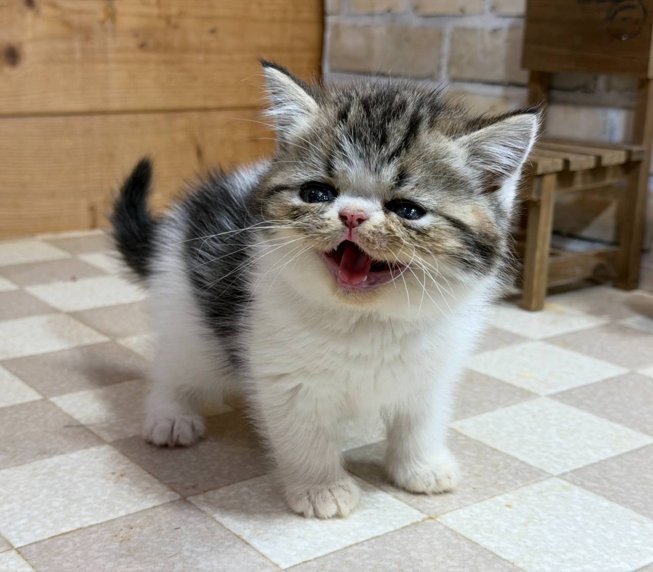 エキゾチックショートヘアの男の子、「ブラウンタビー&ホワイト」(Exotic-shorthair,Magi,M)
