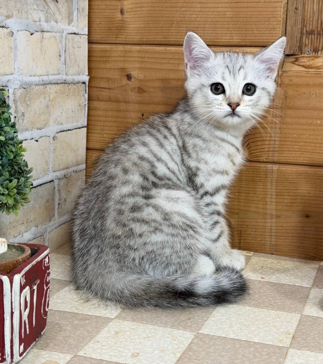 マンチカン長足の男の子、「シルバータビー」、(Munchkin,Momo,M)