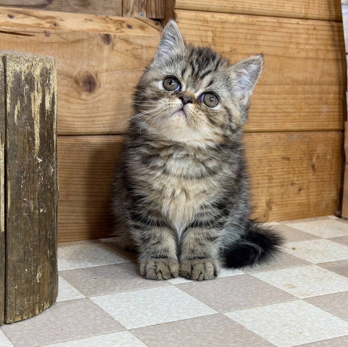 エキゾチックの男の子、「ブラウンタビー」(Exotic Shorthair)